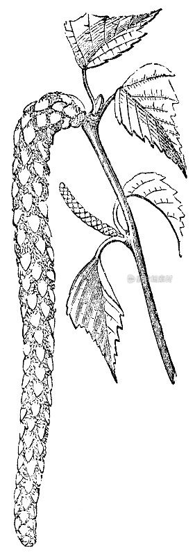 桦树(Betula)柳絮或苍天花序- 19世纪